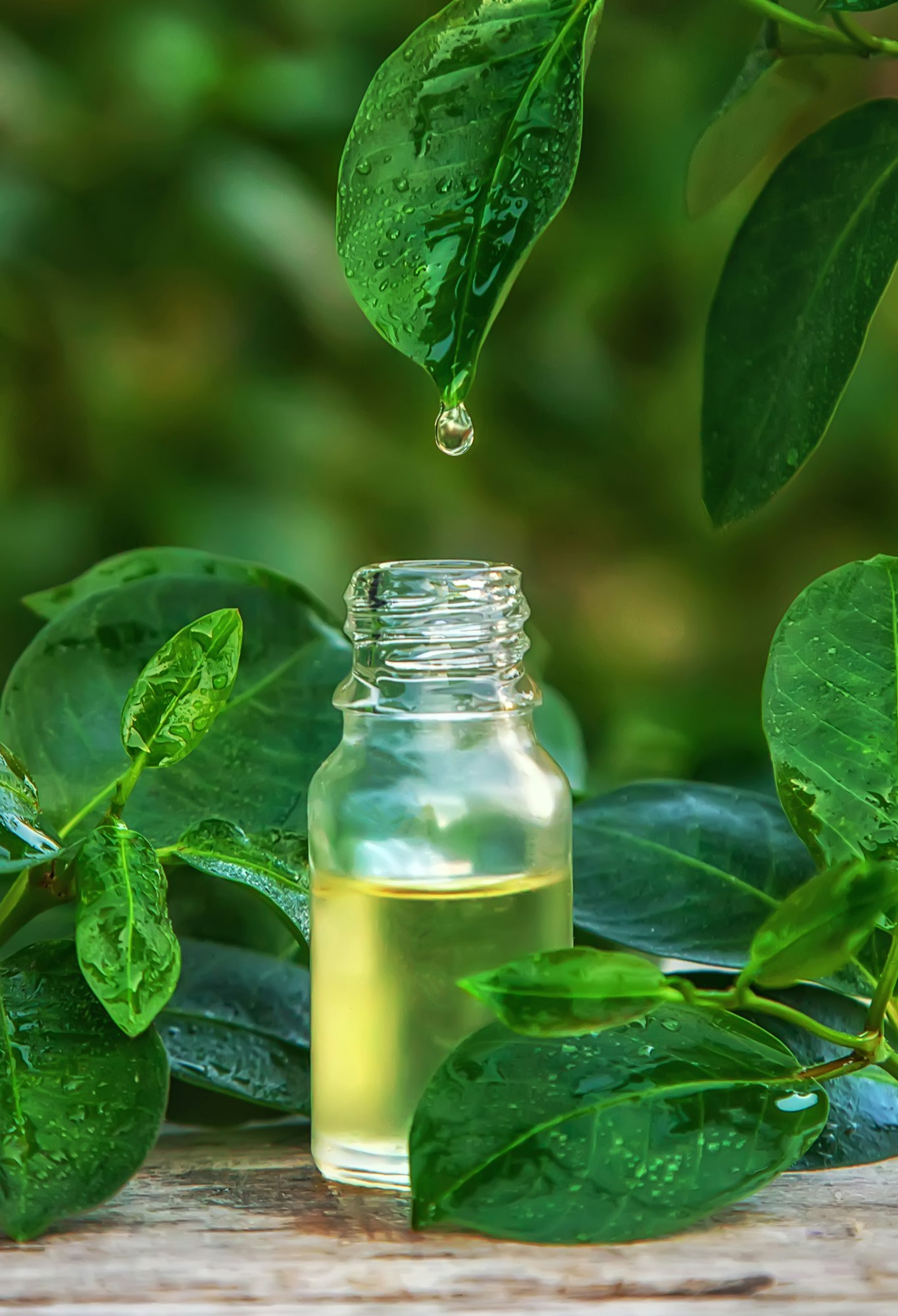 Bottled tea tree essential oil. Selective focus.