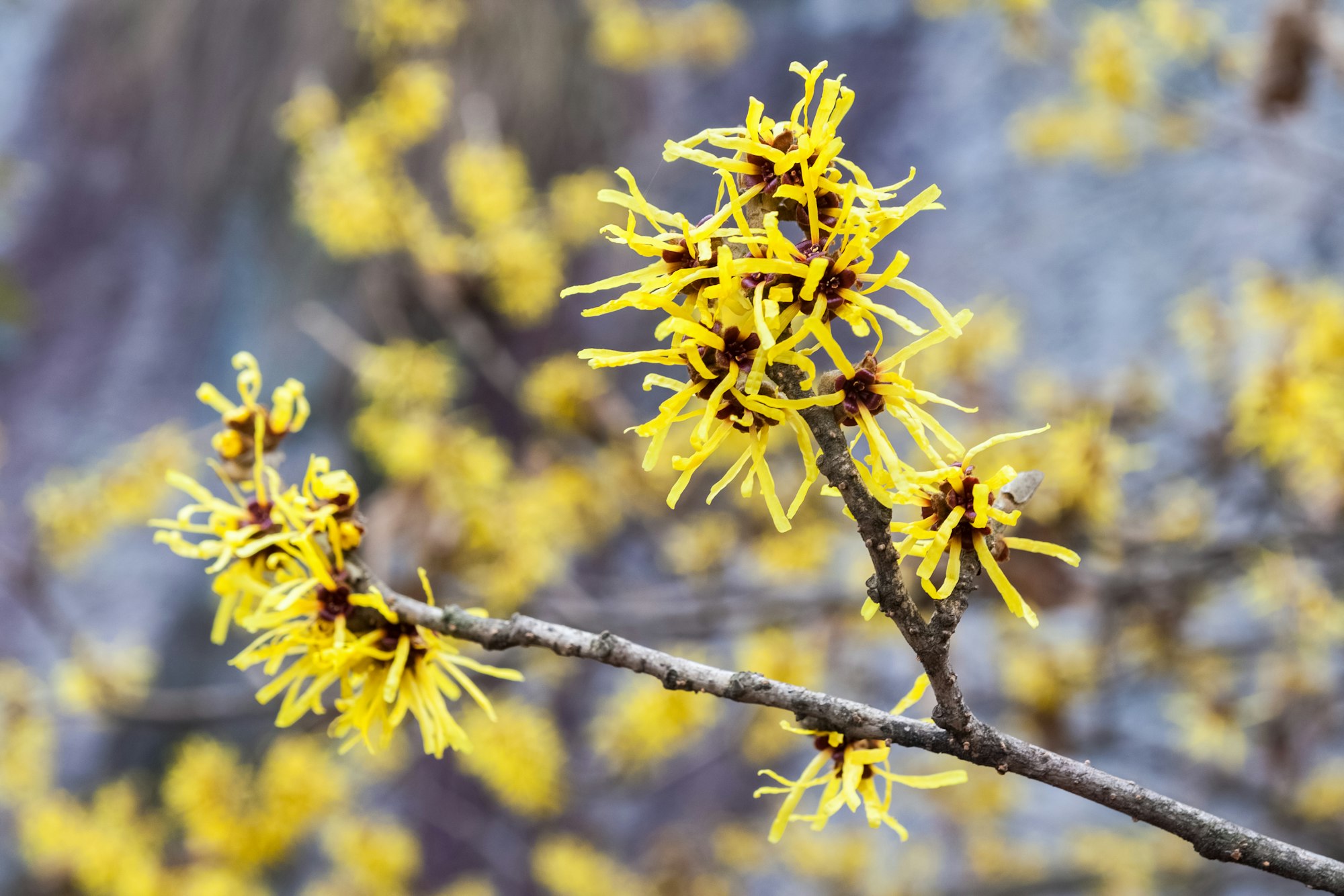 hamamelis mollis oliver