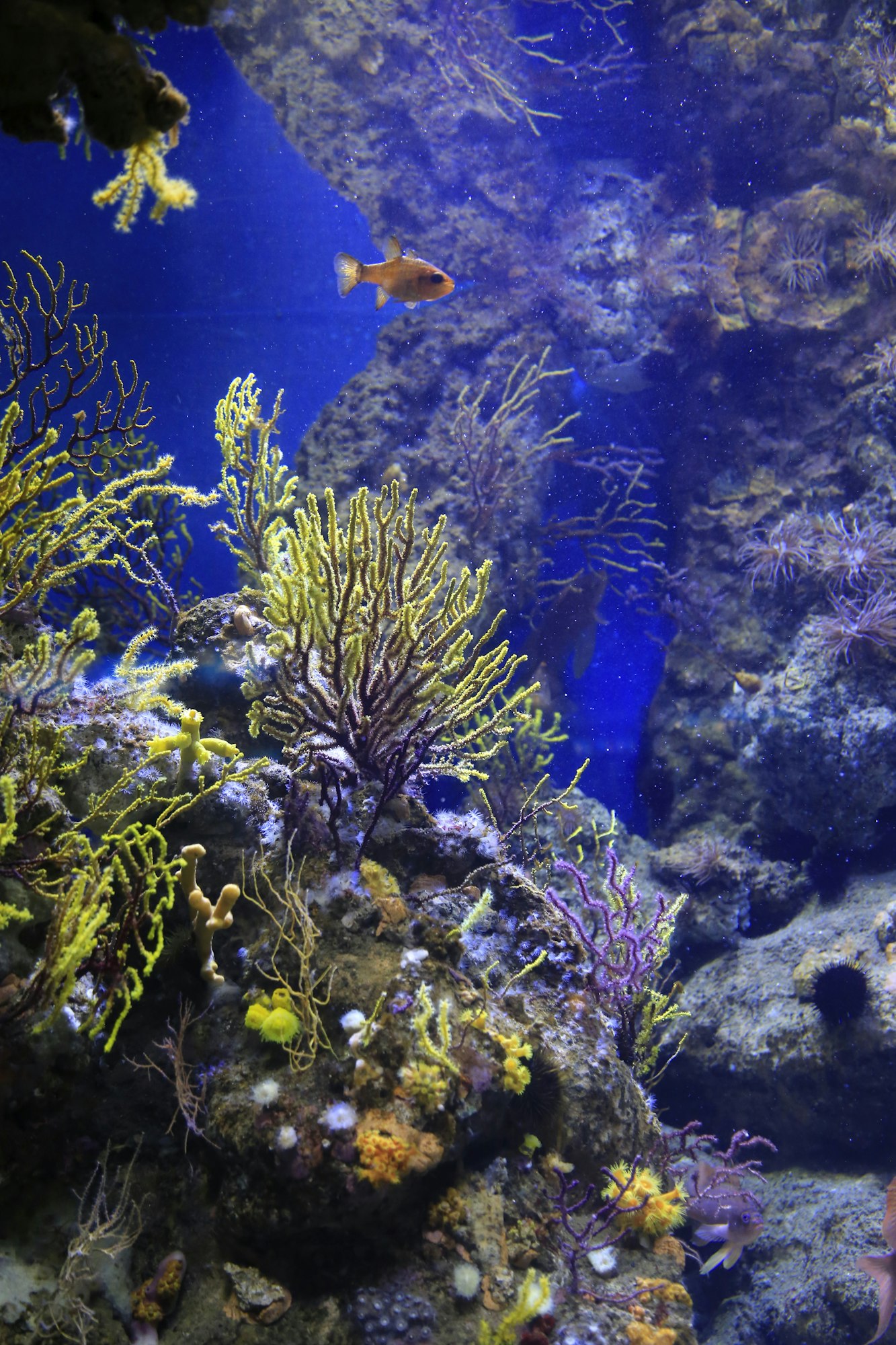 Marine life in the aquarium