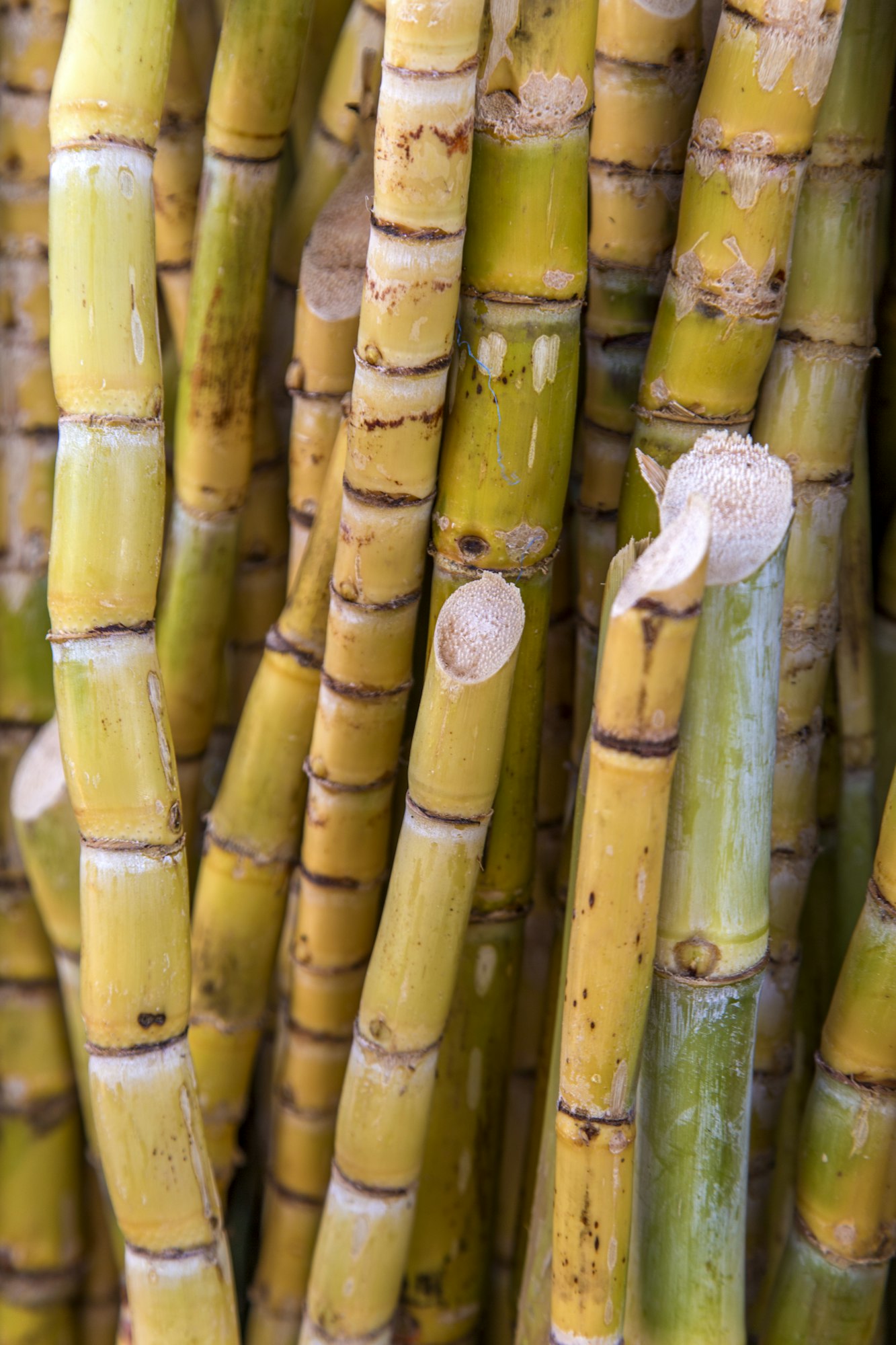 Sugar cane